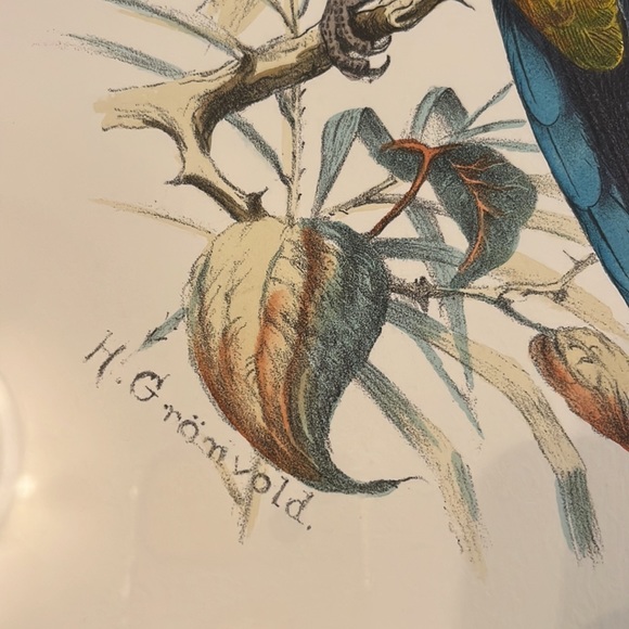Vintage H Gromvold lithograph of Australian Parakeets - Picture 5 of 5